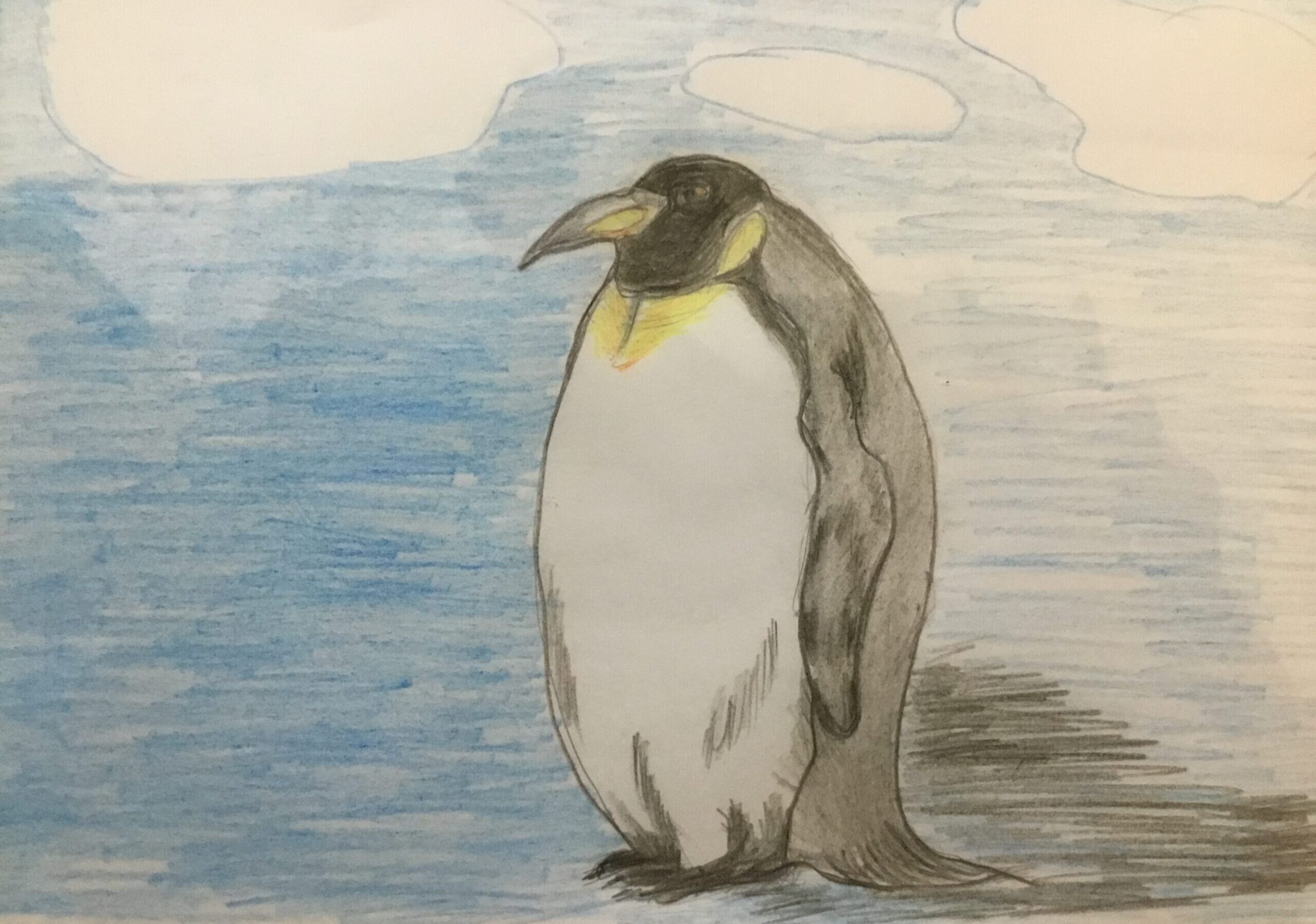 攻撃的かオウサマペンギンの性格は赤ちゃんの事と繫殖地と生息地は Toshitokibou