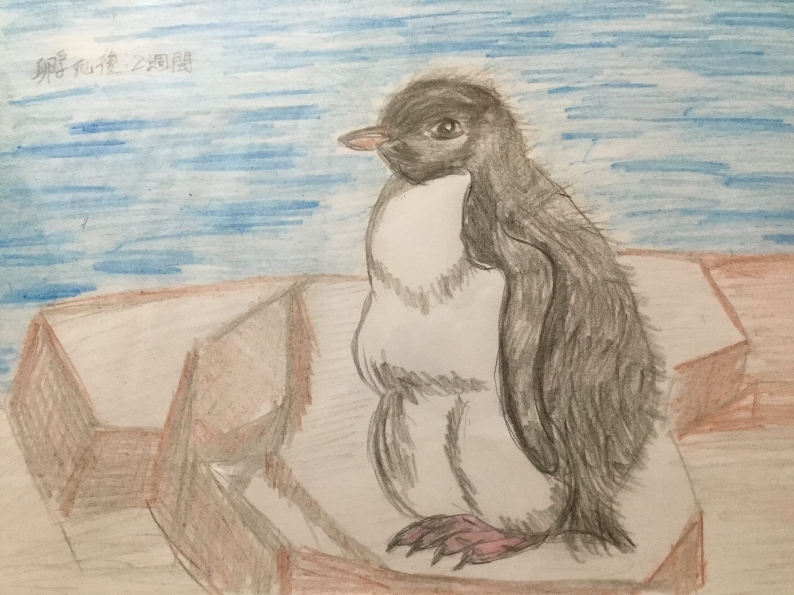 穏やかか攻撃的かマカロニペンギンの性格は 繁殖の方法や赤ちゃんは Toshitokibou
