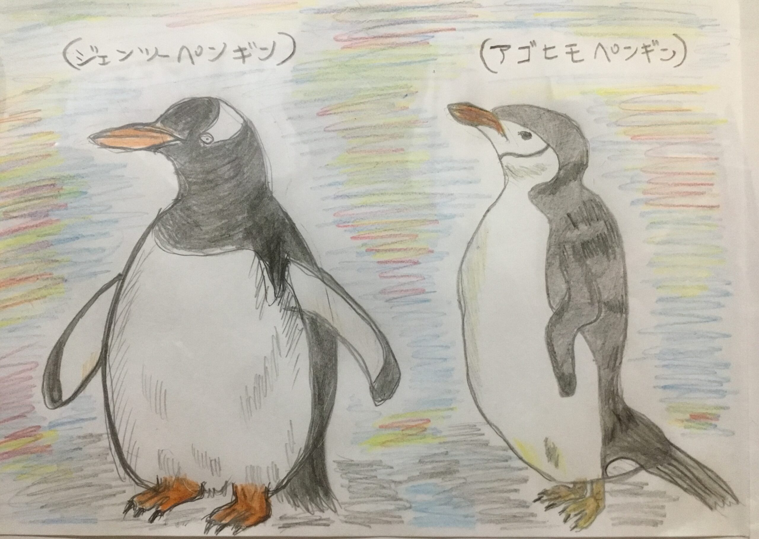 ペンギンの種類は１8種類か19種類か種類一覧と平均的な体格は Toshitokibou