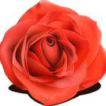 紅色のバラ