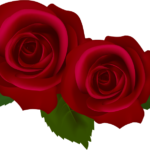 濃紅色のバラ