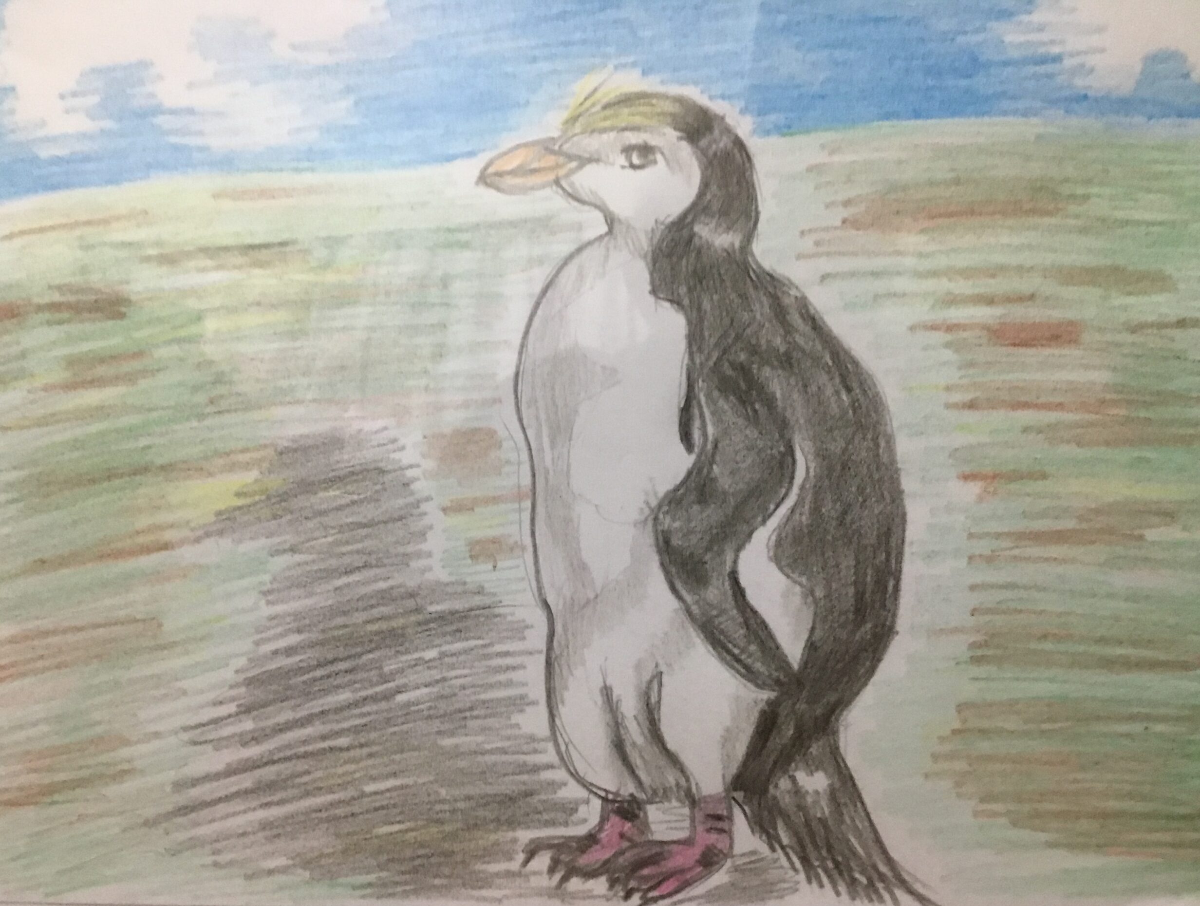 ロイヤルペンギンの性格は攻撃的か穏やかか 繫殖地と赤ちゃんの事 Toshitokibou