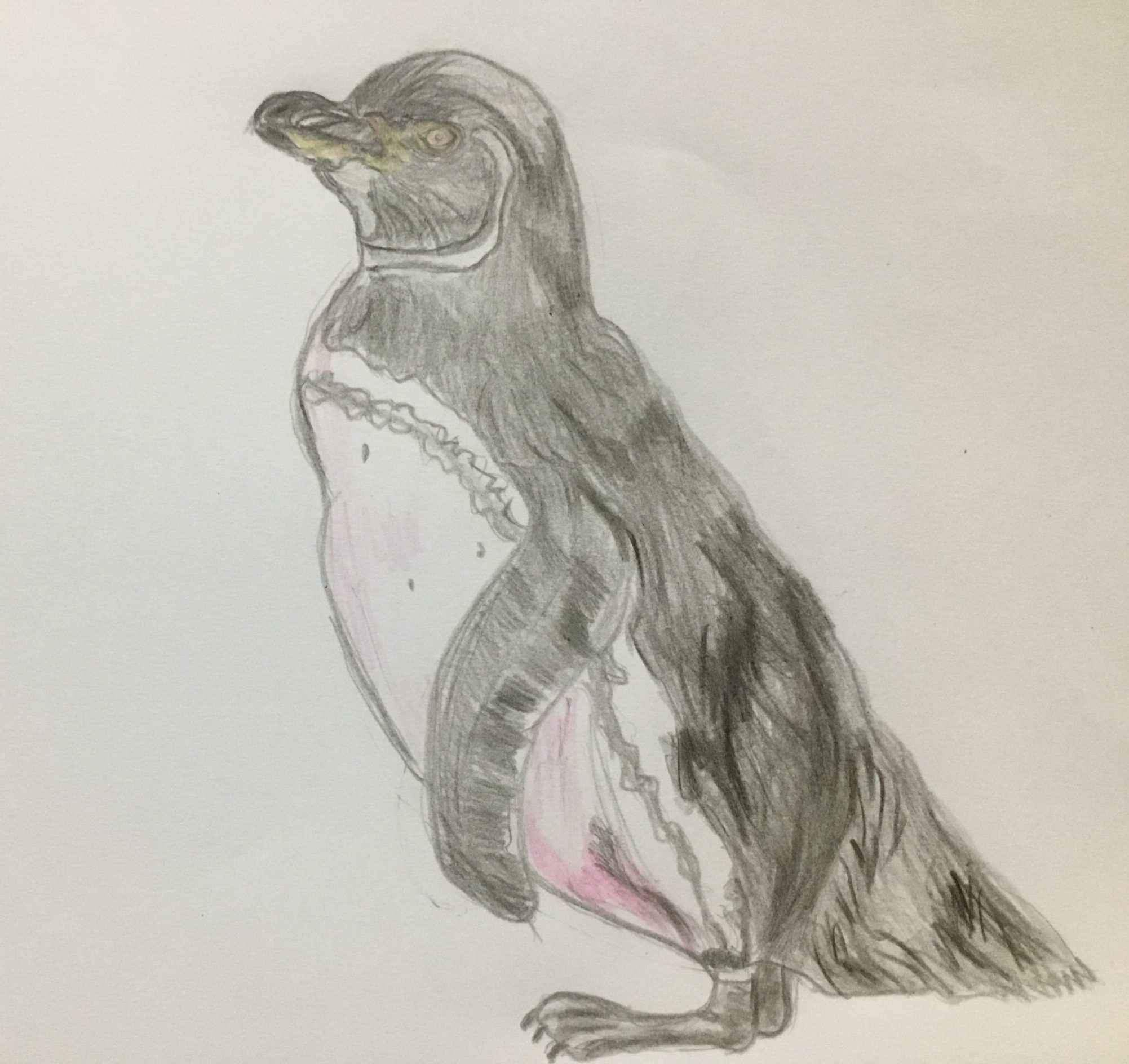 攻撃的か優しいか ガラパゴスペンギンの性格と特徴は 繁殖地は何処 Toshitokibou