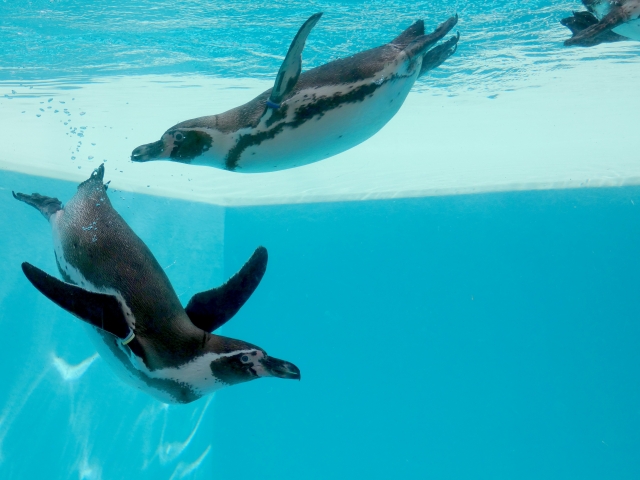 フンボルトペンギン