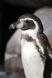 フンボルトペンギン