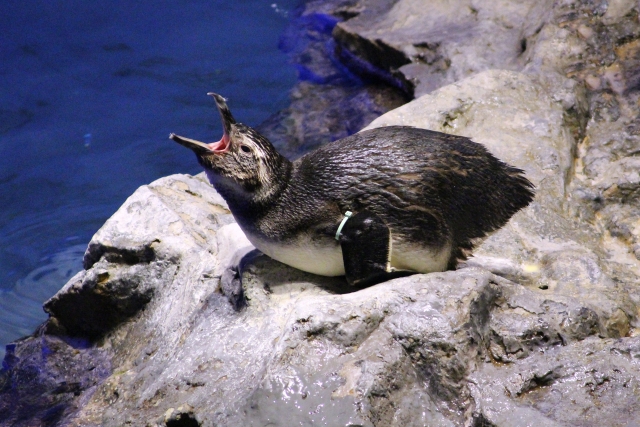マゼランペンギンさん