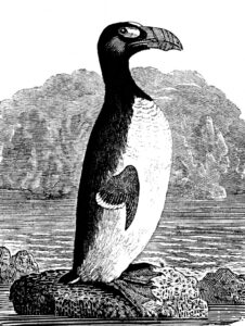 オオウミガラス